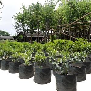 Commercio all'ingrosso su misura fabbrica impermeabile PE <span class=keywords><strong>pomodoro</strong></span> plastica fioriera borsa interna/esterna <span class=keywords><strong>orto</strong></span> coltiva vasi per fiori - Product Image 1