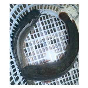 Venta superior de alta calidad a granel congelado todo redondo bagre IQF mariscos pescado de China en alta demanda - Product Image 4