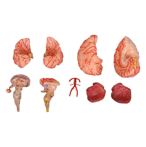 Cerveau en PVC ADA-308D avec artères 9 parties modèle anatomique de formation médicale modèle d'enseignement - Product Image 1