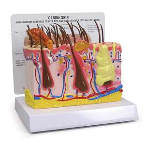 Modelo de piel canina patológica de KyrenMed con condiciones de mordedura de pulgas y modelo de piel normal para enseñanza anatómica de anatomía canina - Product Image 1