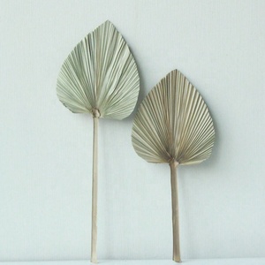 Offre d'usine : Arrangement de fleurs séchées, feuilles de <span class=keywords><strong>palmier</strong></span> séchées naturelles pour la décoration intérieure - Product Image 5