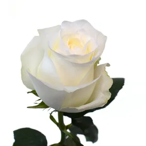 Flores de corte fresco para casamento, rosa branca pura de cabeça grande com haste de 50 cm, atacado de cores para venda no varejo