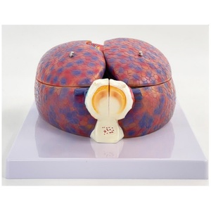 Modèle d'anatomie du système respiratoire-Structure du larynx, des poumons et du cœur avec indicateurs étiquetés pour l'enseignement médical et l'étude <span class=keywords><strong>clinique</strong></span> - Product Image 4