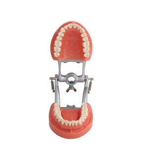 <span class=keywords><strong>Modelo</strong></span> Anatómico de Dientes con 28/32 Dientes Enroscables, Desmontable, para Enseñanza Dental, Estándar para Hospitales, Venta Directa de Fábrica - Product Image 3