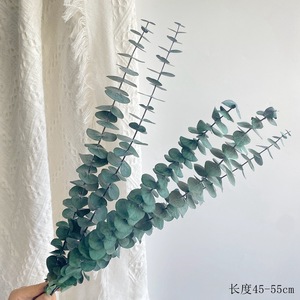 12 tiges d'eucalyptus séchées et préservées, 17 pouces, 100% naturelles, feuilles fraîches, plantes suspendues, verdure, décoration de <span class=keywords><strong>douche</strong></span> et de maison, fleurs - Product Image 5
