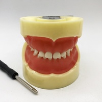 Modèle de dents à visser de remplacement Typodont Individuel 24 pièces pour la pratique pédiatrique