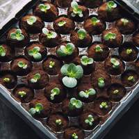 Plateau de germination des graines à 32 alvéoles avec dôme en PVC, pot de pépinière carré