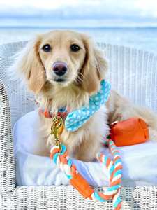 Collar de Perro Hecho a Mano de Cuero Genuino para Perros Pequeños y Grandes - Diseño Premium Suave de Alta Calidad, Regalo Naranja Azul - Product Image 3