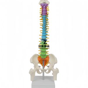 Modelo de Columna Vertebral Humana de Alta Calidad y Gran Demanda, con Cinturón de Columna de Color Medio, Hueso Pélvico y Hueso de Pierna (Vertical), para Enseñanza Médica - Product Image 1