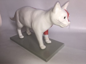 Modelo anatómico de gato 3D de tamaño real para Educación Veterinaria | Herramienta de entrenamiento de órganos desmontables, sistemas esqueléticos y musculares - Product Image 5