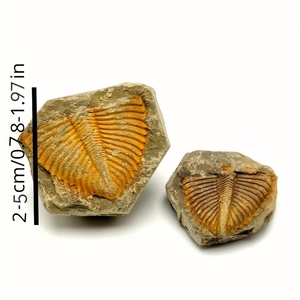 Fossile de Trilobite Artificiel de Haute Qualité en Gros, Parfait pour Collection Domestique, Cadeau ou Spécimen Éducatif - Product Image 6