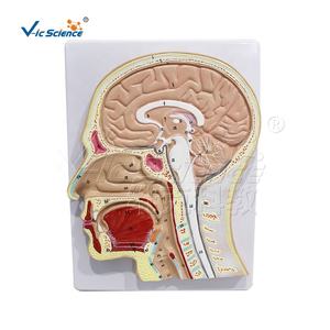 Modelo Sagital de Cabeza con Identificación Digital, Modelo Médico, Modelo de Enseñanza Humana Médica - Product Image 2