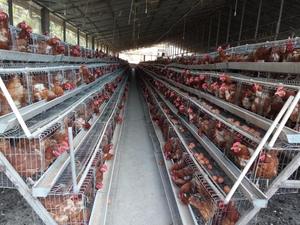 Bâtiment d'élevage de poulets, <span class=keywords><strong>poulailler</strong></span> pour <span class=keywords><strong>poules</strong></span> pondeuses au Nigéria - Product Image 6