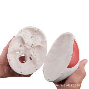 Modèle de crâne humain pour simulation médicale adulte 1:1, anatomie du crâne codée numériquement, spécimen de crâne - Product Image 4