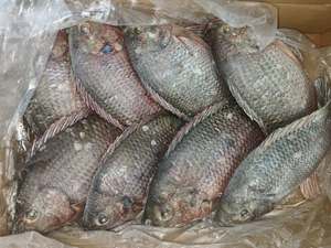 Tilapia en gros, Tilapia noire entière congelée, transformée IQF, 300-500g, 500-800g, 800g+, 1000g+, Tilapia Nilotica, emballage en vrac - Product Image 2
