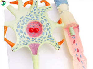 Modè<span class=keywords><strong>le</strong></span> de nerf humain agrandi avec structure de fibres nerveuses |   Modè<span class=keywords><strong>le</strong></span> d'anatomie du <span class=keywords><strong>cerveau</strong></span> humain en 3D pour la neurologie et les aides pédagogiques en biologie scolaire - Product Image 6