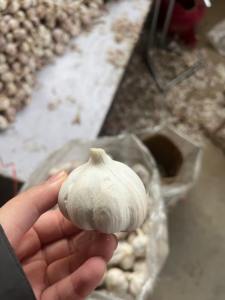 <span class=keywords><strong>Ajo</strong></span> <span class=keywords><strong>Chino</strong></span> Fresco <span class=keywords><strong>de</strong></span> Alta Calidad al por Mayor, Semillas <span class=keywords><strong>de</strong></span> <span class=keywords><strong>Ajo</strong></span>, Proveedor <span class=keywords><strong>de</strong></span> Semillas <span class=keywords><strong>de</strong></span> Vegetales - Product Image 5