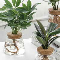 Culture hydroponique sans sol de plantes vertes Décoration d'intérieur Vase en verre Pot de fleurs Tabletop