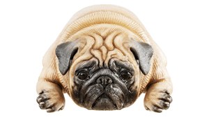 Estatuilla decorativa <span class=keywords><strong>de</strong></span> poliresina personalizada <span class=keywords><strong>de</strong></span> dos Pugs en una pose divertida - Product Image 3