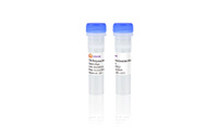 T4 polynucléotide kinase