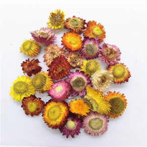 Vente en gros d'<span class=keywords><strong>Immortelle</strong></span> naturelle <span class=keywords><strong>séchée</strong></span>, herbe d'Helichrysum, fleur d'Helichrysum coupée, tête de fleur d'Helichrysum - Product Image 2