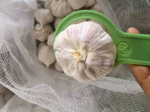 Ajo Chino <span class=keywords><strong>de</strong></span> Nueva Cosecha, Ajo Fresco Orgánico <span class=keywords><strong>de</strong></span> la Mejor Calidad, Cabeza <span class=keywords><strong>de</strong></span> Ajo Púrpura, Blanco Puro, Rojo, Exportación 10kg 20kg, Mayorista - Product Image 3