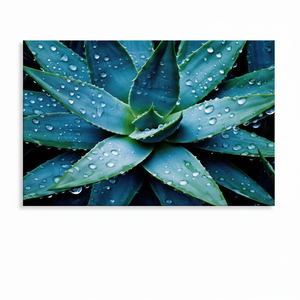 Printed Succulent Plant Canvas Poster with Water Droplets, Modern Botanical Art,<b>WRAPPED</b> CANVAS - Product Image 2