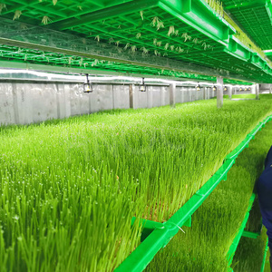 Máquina Automática HNOC para Cultivo Hidropónico <span class=keywords><strong>de</strong></span> Forraje, Máquina para Germinar <span class=keywords><strong>Brotes</strong></span> <span class=keywords><strong>de</strong></span> <span class=keywords><strong>Soja</strong></span>, Maní y Frijol Mungo - Product Image 4