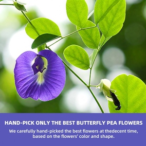 Té de Flor de Clitoria Ternatea de Marca Privada Personalizada OEM, Bolsitas de Té Herbal Natural para Antioxidantes y Refuerzo del Sistema Inmunitario - Product Image 6