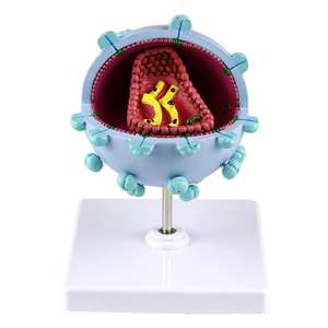 Modelo Ampliado del Virus del VIH KyrenMed, Modelo Ampliado del Virus del SIDA, Modelo de Estructura de Sección Transversal - Product Image 1