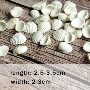 Natuurlijke Shell Diy <span class=keywords><strong>Aquarium</strong></span> Decoratie Wit <span class=keywords><strong>Seashell</strong></span> 2-3Cm Kleine Coquille Zee Natuurlijke Ambachten Schelpen Conch - Product Image 2