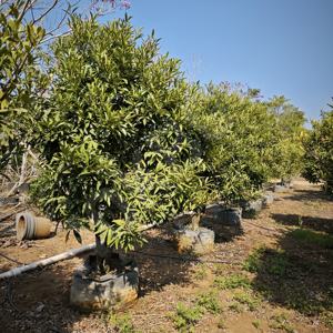 Hokbg ถุงปลูกต้นไม้สำหรับเรือนเพาะชำขนาดใหญ่ส่งตรงจากโรงงานสำหรับสวนมังคุด - Product Image 2