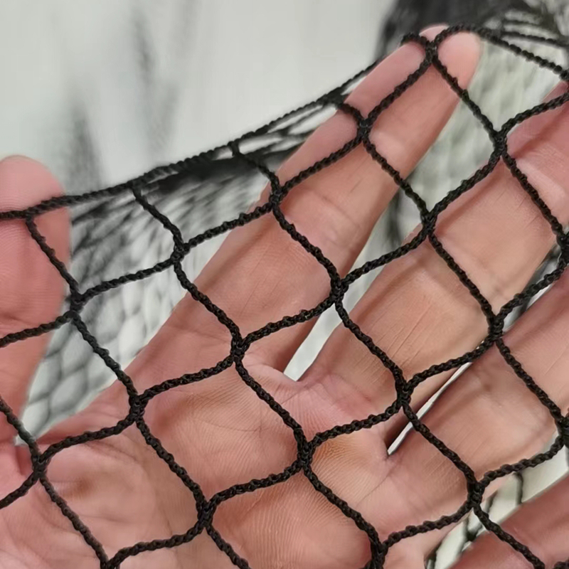 pigeon athlete ideal