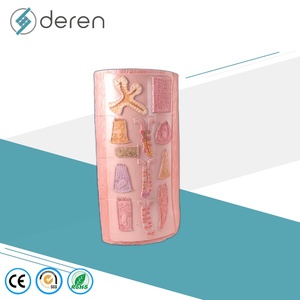 แบบจำลองกายวิภาคระบบย่อยอาหารของมนุษย์ 4 ส่วน ขนาดเท่าของจริง ทำจาก PVC สำหรับการศึกษาทางวิทยาศาสตร์การแพทย์และชีววิทยา - Product Image 3