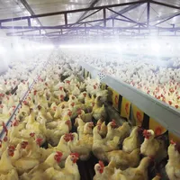 養鶏場を産むための自動ケージ卵層養鶏家禽機器