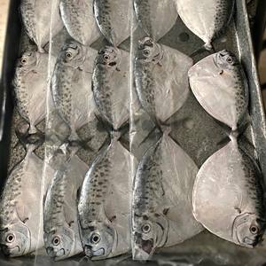 Pomfret Negro Entero Congelado IQF, Calidad de Exportación, Empaquetado a Granel/Al Vacío, Peso Personalizable (10 kg por Pedido), Precio Competitivo - Product Image 3