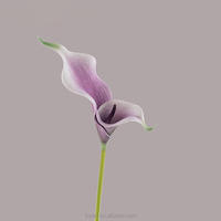 Bunga Calla Lily Artifisial PU Berkualitas Tinggi dengan Sentuhan Alami Warna Putih untuk Dekorasi Rumah, Rangkaian Hari Valentine, dan Musim Gugur, Dapat Digunakan Kembali