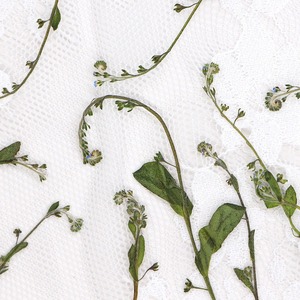 No olvides la hierba, <span class=keywords><strong>flores</strong></span> secas <span class=keywords><strong>silvestres</strong></span>, marco decorativo de heno, lámpara de escritorio, espécimen de planta en relieve - Product Image 2