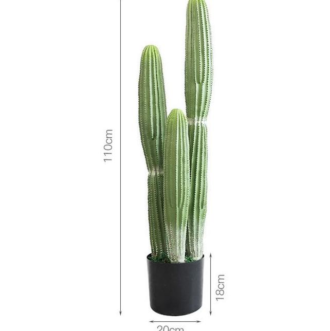 Ensemble de trois petites plantes en pot de cactus monkeytail