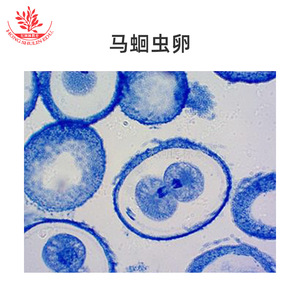 Diez diapositivas típicas para la enseñanza de cursos experimentales sobre especímenes biológicos con estructuras claras. - Product Image 5