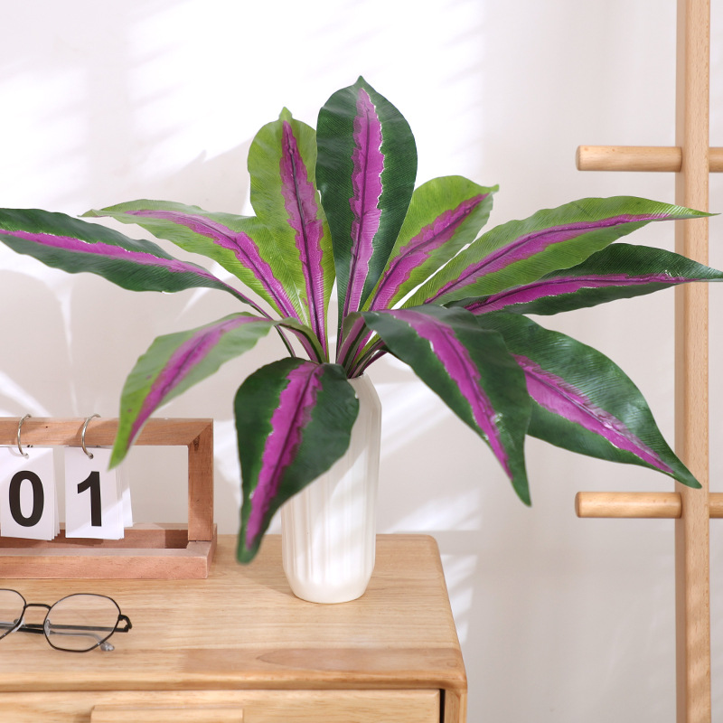 Herbe de dragon coeur violet