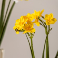 Mini fleurs de narcisse artificielles faites à la main au toucher réaliste pour les bouquets de mariage DIY et la décoration de la maison de Pâques, printemps en vrac