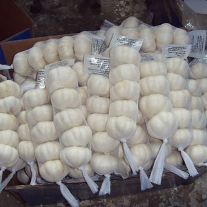 Compre Ajo Blanco Fresco de la Nueva Cosecha 2025 de China, Distribuidor Chino de Ajo, Precio al por Mayor - Product Image 5