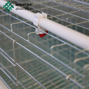 Calidad de fábrica los huevos de las gallinas ponedoras usando para jaula de pollo avícoles la agricultura en Pakistán - Product Image 6