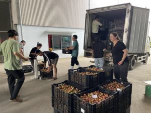 ลิ้นจี่สดจากเวียดนาม Luc ngan ที่มีผิวบางและมีกลิ่นหอมแรง - Product Image 6