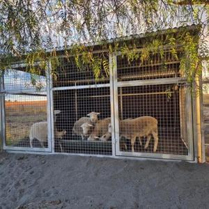 คอกม้าเคลื่อนที่แบบกัลวาไนซ์ ปี 2026 พร้อมหลังคา สำหรับใช้งานกลางแจ้ง - Product Image 3