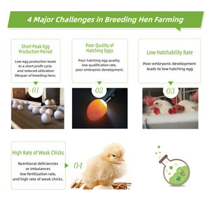 EGDOO Alimento para Cría de Aves de Corral, Aminoácidos de Grado Alimenticio, Vitaminas en <span class=keywords><strong>Polvo</strong></span> para Pollos, Minerales, Oligoelementos, Refuerzo de la Inmunidad, Prevención de Enfermedades - Product Image 4