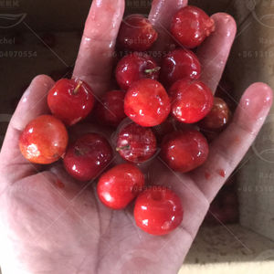 Macchina elettrica per la vaiolatura della ciliegia con motore SUS304 in acciaio inox 110V/220V-piccola carotatrice e frutta - Product Image 2