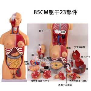 Un torso hermafrodita de 85 cm se puede desmontar en un modelo de torso humano de 23 piezas. El modelo del torso humano incluye partes internas - Product Image 2
