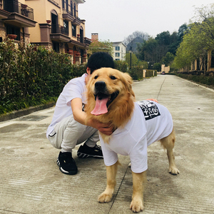 4XL-6XL grand chien <span class=keywords><strong>Labrador</strong></span> <span class=keywords><strong>golden</strong></span> <span class=keywords><strong>retriever</strong></span> assorti grand chien et propriétaire sweat à capuche vierge - Product Image 2